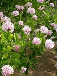 You have some adorable ideas and that pompom tree is just way to stinking cute! Fragrant Pompom Tree Dais Cotinifolia Urban Tropicals