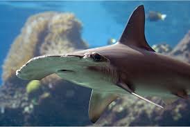 Check out lorenzini's art on deviantart. Hammerhead Shark Wild Republic