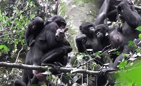 Compra online con envío gratis. Social Learning Does Culture Shape Hunting Behavior In Bonobos Elife