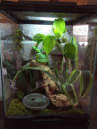 Polycarbonate greenhouses and accessories australia. My Red Eyed Tree Frog Terrarium Tree Frog Terrarium Red Eyed Tree Frog Tree Frogs