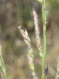 Image result for Eriochloa meyeriana