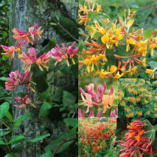 We did not find results for: Buy Honeysuckle Mixed J Parker Dutch Bulbs