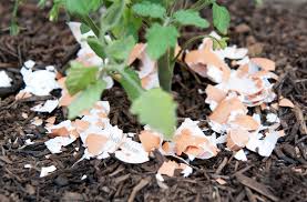 Though nitrogen, phosphorus, and potassium are most vital for healthy growth, calcium is also essential for building healthy bones—the cell walls of a plant. 15 Ways For Using Eggshells In The Garden