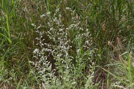 Image result for Aerva leucura