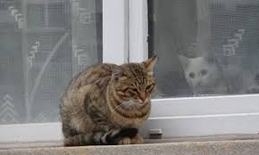 3 aylik kedi kac kilo olmali kedi rehberi