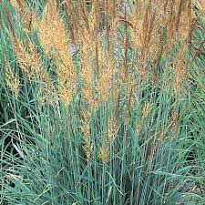 Image result for Sorghastrum