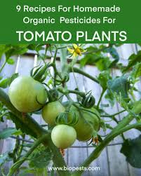 Fortunately, there are several ways to wage war against pests without resorting to pesticides. Tomato Plants Are Usually Easy To Grow And Are Quite Robust However They Also Suffer From The Infestation Organic Pesticide Plant Pests Organic Pest Control