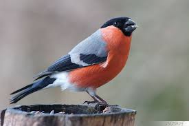 Gimpel Gimpel Lustige Vogel Vogel Im Garten