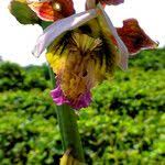 Image result for Eulophia horsfallii