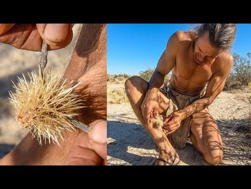 Attacked by Chollas Cactus! - YouTube