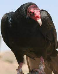In 1994 turkey vultures were reclassified into the same order as storks and flamingos. Turkey Vulture Aurora Il