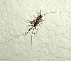 Gnats in sink drains are very difficult to control with insecticides, only. Why Are There Bugs In The Tub Nj Plumbing Repair Replacement And Maintenance