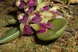 Image result for Microcoelia nyungwensis