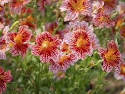 Image result for Isoglossa grandiflora