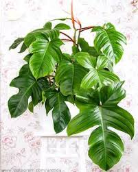 Another Member Of Philodendron Species In My Collection Philodendron Squamiferum Or Red Bristle Philodendron Plants Plant Decor Philodendron