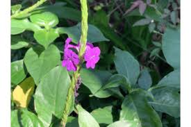 Image result for Stachytarpheta urticifolia