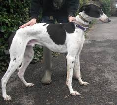 Black And White Greyhound View Topic George Black And White Greyhound Lad