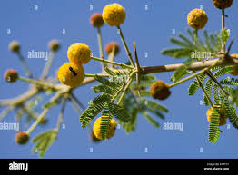 Image result for Acacia nilotica