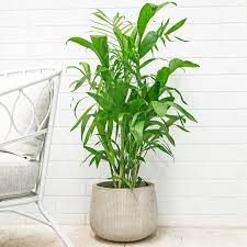 Most relevant best selling latest uploads. Bamboo Palm