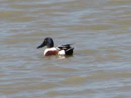 Common Birds Of North Idaho Shoveler Or Spoonbill Duck Or Spoony Common Where I Live In Idaho But I Think I Shot This One In Utah Spoonbill Duck Shoveler Du Beautiful Birds Utah Idaho