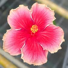Image result for Hibiscus mechowii