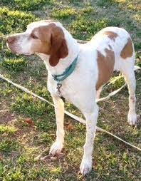 Nbran National Brittany Rescue And Adoption Network Buster Is Still Available For Adoption As Of 03 14 His Fost Brittany Spaniel Dogs Dogs Brittany Spaniel