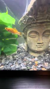 got some gorgeous mollies in the other day, take a look (: #mollies  #molliefish #10gallontank #community #communitytank #corycatfish  #mysterysnail #snail #aquatics #aquarium #fishtank