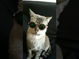 I see myself accidentally adopting every cat in a shelter. Cat Wearing Sunglasses 983513 Youtube