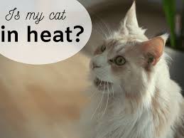 Since cats frequently get malignant tumors we commonly remove the whole chain of mammary tissue on. How To Tell If Your Cat Is In Heat And Tips To Calm Her Pethelpful