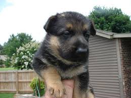 Plus, puppy is micro chipped!… Akc German Shepherd Puppies For Sale In Guntersville Alabama Classified Americanlisted Com