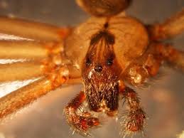 We're ready to help you find the tools, products and services you need. Belleville Il Heat Drives Brown Recluse Spiders Out Of Hiding Belleville News Democrat