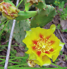 The edible parts of the plant are its leaves, its flower petals and. Https Bioone Org Journals Haseltonia Volume 2008 Issue 14 1070 0048 14 1 111 The Opuntias Of Mississippi 10 2985 1070 0048 14 1 111 Pdf