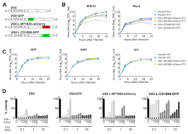 Free fire is a mobile game where players enter a battlefield where there is only one. Viruses Free Full Text The Methyltransferase Region Of Vesicular Stomatitis Virus L Polymerase Is A Target Site For Functional Intramolecular Insertion Html