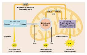 Atp, or adenosine triphosphate, is chemical energy the cell can. Unit 2 Photosynthesis Respiration And Macromolecules Mr Rath S Classroom Website