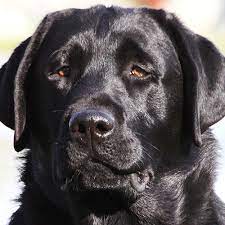 Meet these beautiful, playful, and cute akc labrador retriever puppies. Country Labs English Style Labradors Fox Red Chocolate Black