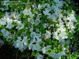 View Picture Of Azalea 39 Pleasant White 39 Rhododendron At Dave 39 S Garden All Pictures Are Contributed By Our Com Rhododendron Shade Garden Azaleas