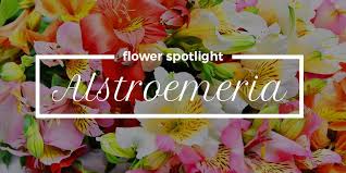 1207 x 1296 jpeg 130 кб. Alstroemeria Flower Spotlight Of The Month Alistair Floral Design