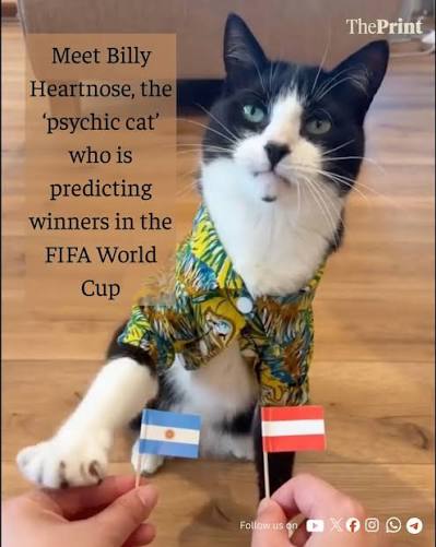 Tiger Circle | 19/19 WINS: Meet Billy, the 1-year-old "Oracle Cat"  dominating World Cup predictions! 🐾🔮 Move over Paul the Octopus, this  British... | Instagram