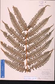 Image result for Pteris tripartita