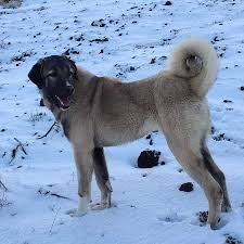 Tumblr In 2020 Dogs Animals