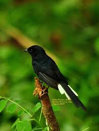 Black Bird With White Tail Philippines White Vented Shama Copsychus Niger In Puerto Princesa City Palawan Philippines Photo By Rackk67 Via Wikipe Majestic Animals Bird Species Beautiful Birds