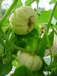 Table queen acorn squash 50 winter squash seeds. Squash Plant Wikiwand