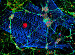 Our 2021 sponsors, including presenting sponsor facebook reality labs. Neuroscience Charite Universitatsmedizin Berlin