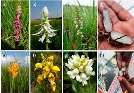 Image result for Nidorella welwitschii