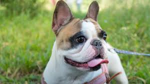 Find 620 french bulldogs puppies & dogs for sale uk at the uk's largest independent free classifieds site. What Colours Do French Bulldogs Come In