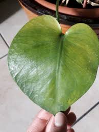 Appena acquistata, una pianta d'appartamento viene spesso posta in un angolo della casa a costituire un'arredo di foglie verdi e bagnata occasionalmente per farla crescere. Piante Da Interno Con Foglia Palmata Amazon It Piante Finte Da Interno Chrisfinchineurope