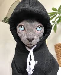 Simon The Sphynx In 2020 Cute Hairless Cat Hairless Cat Hairless Cat Sphynx