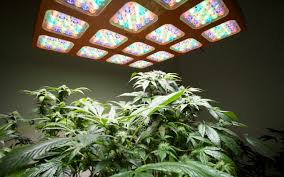 Address 4901 coolidge hwy, royal oak, michigan. How Many Lumens Do I Need For My House Plants High Times
