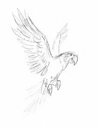 Flying Parrot Animal Drawings Sketches Bird Drawings Animal Drawings