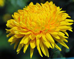 Chrysanthemum Chrysanthemum Flower Pictures Chrysanthemum Chrysanthemum Image